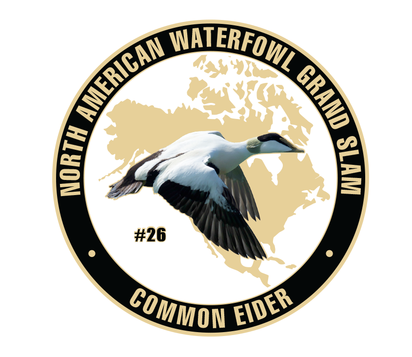 26-C-COMMON-EIDER