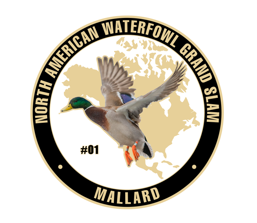 1-Mallard